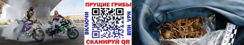 Псилоцибиновые грибы мухоморы  купить наркоту  Нелидово 
